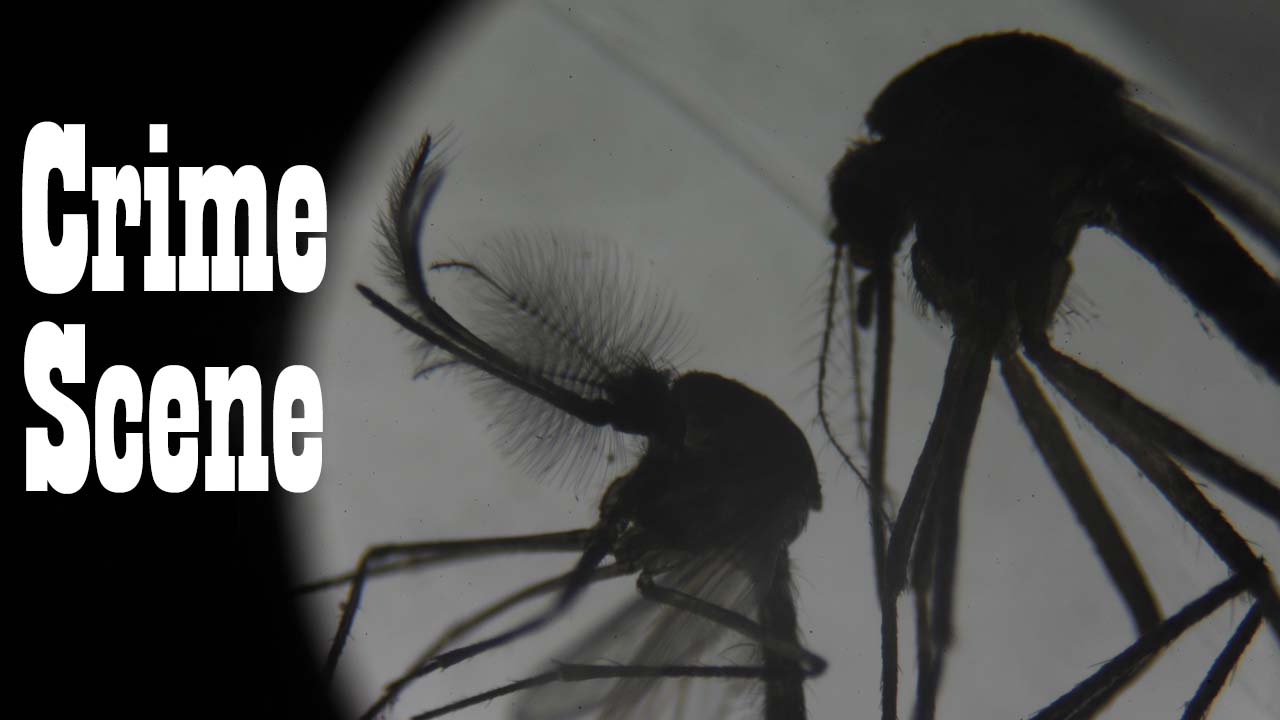 A male mosquito, left, and a female mosquito are shown through a microscope